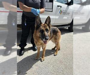 German Shepherd Dog Dogs for adoption in Houston, TX, USA