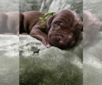 Puppy Puppy 7 German Shorthaired Weimaraner