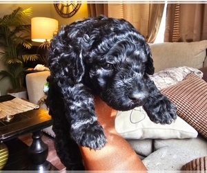 Poodle (Standard) Puppy for Sale in MILWAUKEE, Wisconsin USA