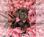Small Photo #7 Labrador Retriever Puppy For Sale in KIRKWOOD, PA, USA