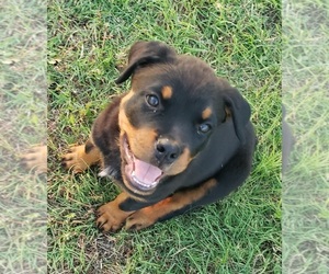 Rottweiler Puppy for sale in RHOME, TX, USA