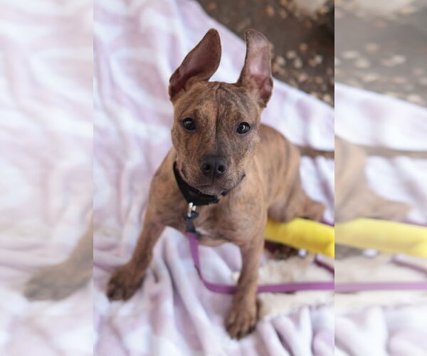 Medium Photo #36 Mutt Puppy For Sale in Philadelphia, PA, USA