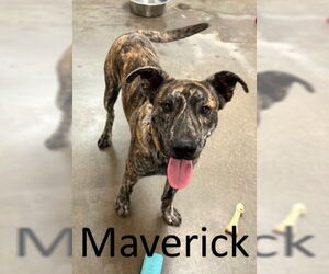 Catahoula Leopard Dog-Mountain Cur Mix Dogs for adoption in Mountain View, AR, USA