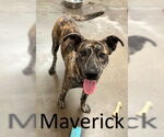 Small Catahoula Leopard Dog-Mountain Cur Mix