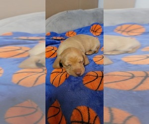 Dachshund Puppy for sale in PORTERVILLE, CA, USA