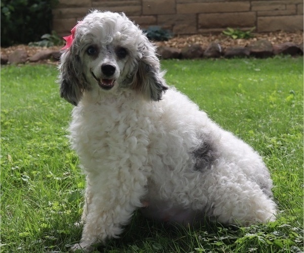 Medium Photo #1 Cavapoo Puppy For Sale in THORP, WI, USA
