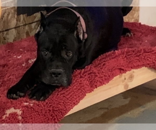 Medium Photo #1 Cane Corso Puppy For Sale in COTTAGE GROVE, OR, USA