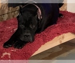 Small Photo #1 Cane Corso Puppy For Sale in COTTAGE GROVE, OR, USA