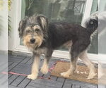 Small #1 Mutt