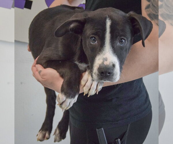 Medium Photo #3 Great Dane-Labrador Retriever Mix Puppy For Sale in Huntley, IL, USA