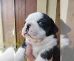 Image preview for Ad Listing. Nickname: Frug