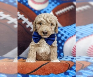 Goldendoodle-Poodle (Miniature) Mix Puppy for sale in OXFORD, PA, USA