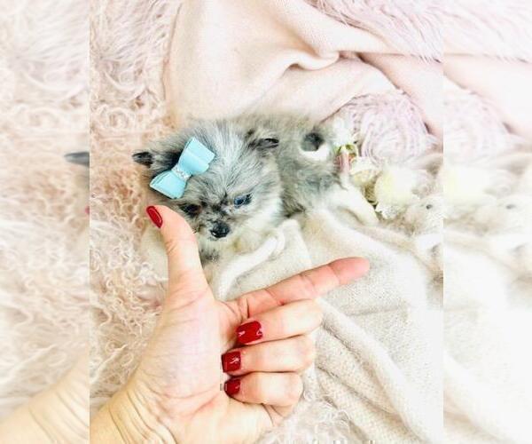 Medium Photo #2 Pomeranian Puppy For Sale in BOSTON, MA, USA