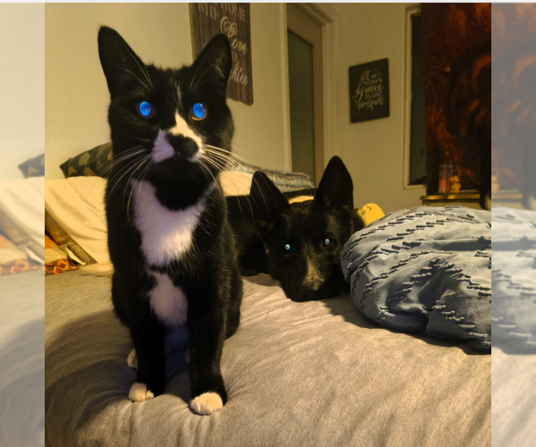 Medium Photo #10 Akita-Unknown Mix Puppy For Sale in Fallbrook, CA, USA