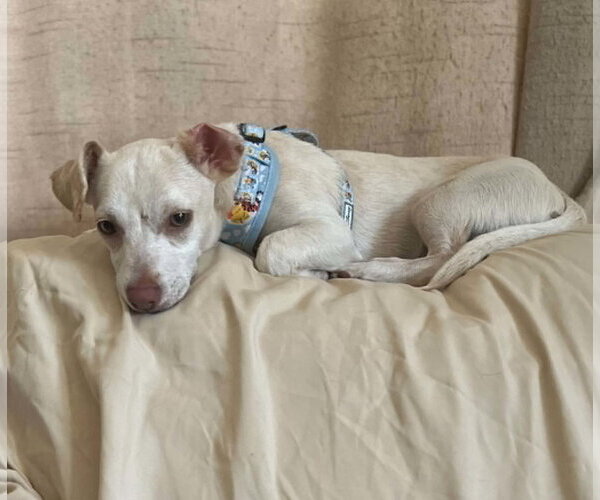 Medium Photo #6 Chihuahua-Unknown Mix Puppy For Sale in Visalia, CA, USA