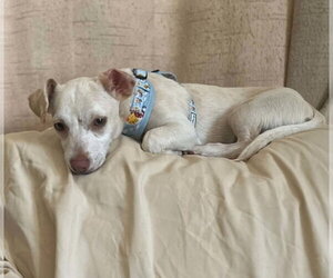 Dingo - Male Chihuahua-Unknown Mix Dog for Adoption - Photo #6