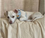 Small #5 Chihuahua Mix
