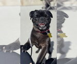 Small #2 Pug