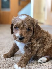Cock-A-Poo Puppy for sale in ANKENY, IA, USA