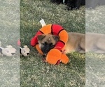 Litter of 7 - Male(s) and Female(s) ShollieLitter of Puppies for Sale - Photo #5