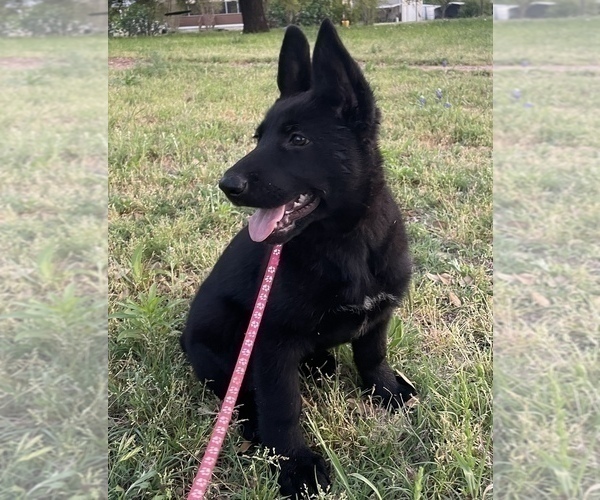 Medium Photo #2 German Shepherd Dog Puppy For Sale in WACO, TX, USA