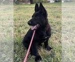 Small #1 German Shepherd Dog