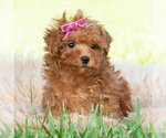 Small #4 Maltipoo (Toy)