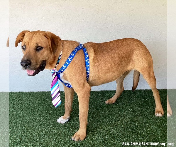 Medium Photo #7 Rhodesian Ridgeback-Unknown Mix Puppy For Sale in San Diego, CA, USA