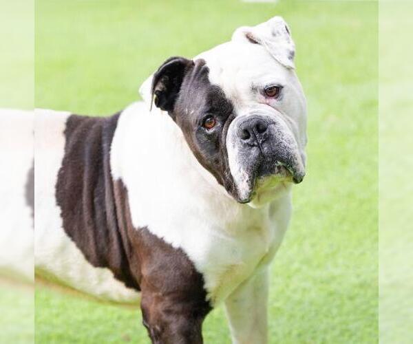 Medium Photo #2 American Bulldog Puppy For Sale in Camarillo, CA, USA