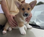 Small Photo #22 Pembroke Welsh Corgi Puppy For Sale in BRYAN, TX, USA