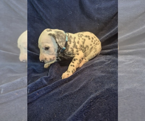 Medium Photo #2 Dalmatian Puppy For Sale in LEIPSIC, OH, USA
