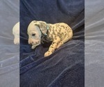 Small #1 Dalmatian