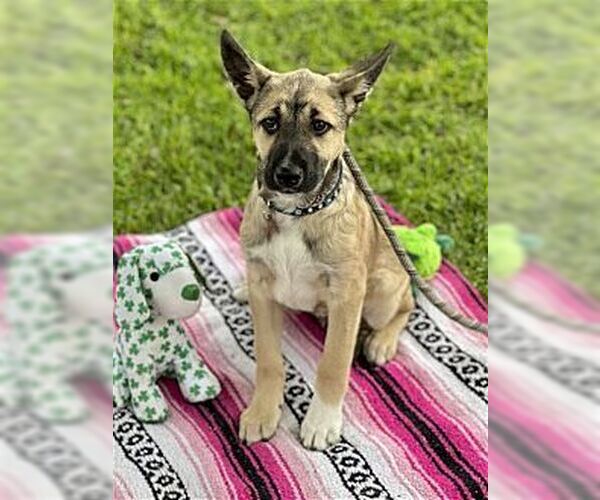 Medium Photo #3 Australian Kelpie-Unknown Mix Puppy For Sale in Dana Point, CA, USA