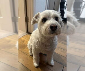 Mutt Dogs for adoption in San Diego, CA, USA