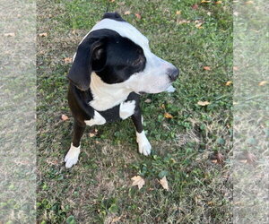 Farmer - Male American Pit Bull Terrier-Unknown Mix Dog for Adoption - Photo #9