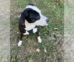 Small #8 American Pit Bull Terrier Mix