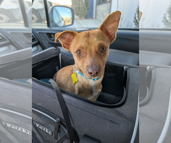 Medium Photo #1 Chihuahua Puppy For Sale in Sandy, UT, USA