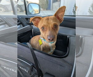 Chihuahua Dogs for adoption in Sandy, UT, USA