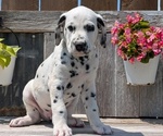 Small Photo #58 Dalmatian Puppy For Sale in GOSHEN, IN, USA