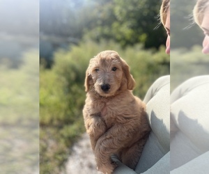 Goldendoodle Puppy for Sale in EASTON, Massachusetts USA