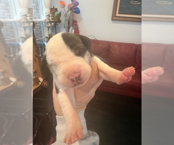 Medium Photo #13 Great Dane Puppy For Sale in CLANTON, AL, USA