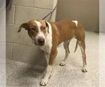 Small American Pit Bull Terrier Mix