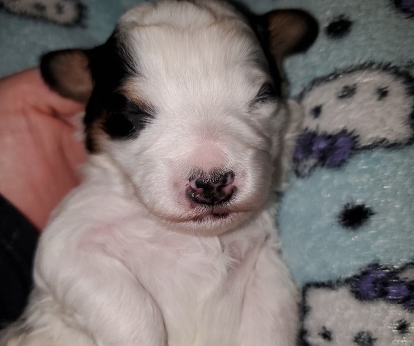 Medium Photo #18 Bernedoodle (Miniature) Puppy For Sale in LEETONIA, OH, USA