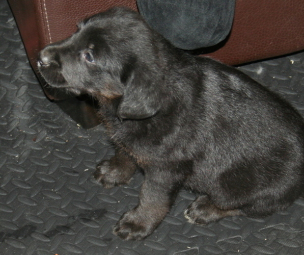 Full screen Photo #14 Newfoundland-Shepadoodle Mix Puppy For Sale in SHEBOYGAN FALLS, WI, USA