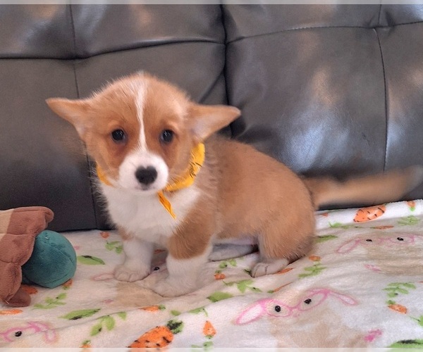 Medium Photo #2 Pembroke Welsh Corgi Puppy For Sale in ARROYO GRANDE, CA, USA
