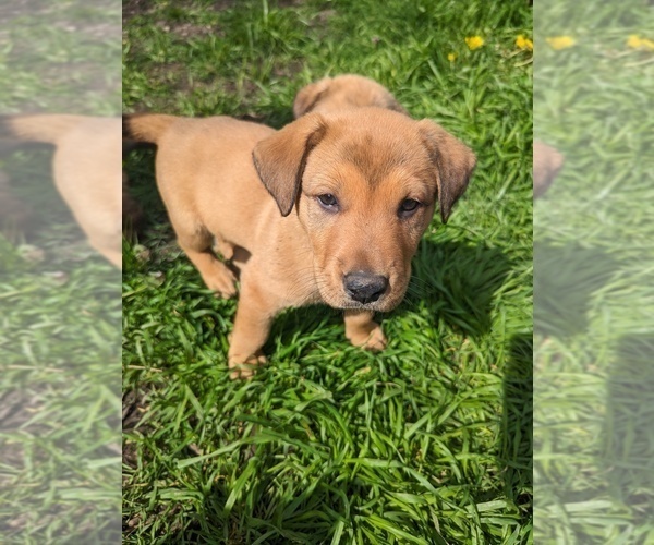 Medium Photo #1 Akita-German Shepherd Dog Mix Puppy For Sale in GRANTS PASS, OR, USA