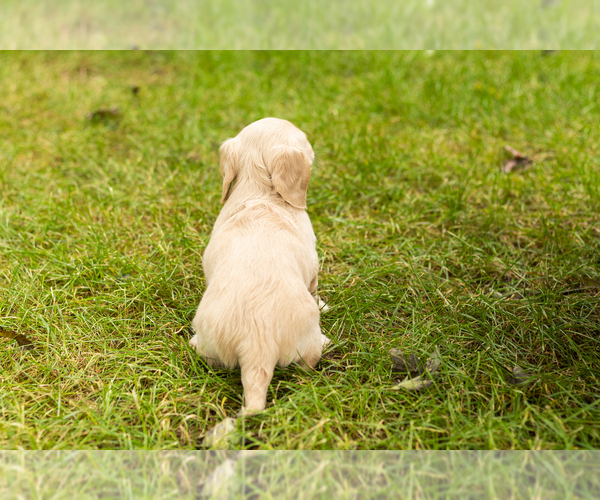 Medium Photo #5 Dachshund Puppy For Sale in MILFORD, IN, USA