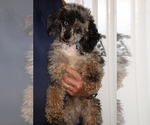 Small #17 Poodle (Miniature)