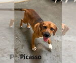Small #1 Mountain Cur Mix