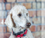 Small #9 Goldendoodle